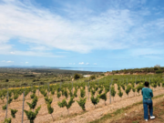 In Vino Veritas. Dal Cagnulari al Cannonau, passando per il cielo Vigneti