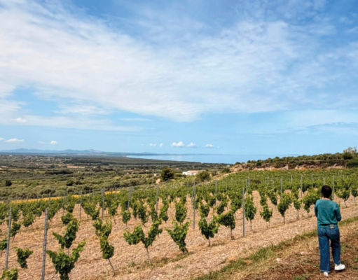 In Vino Veritas. Dal Cagnulari al Cannonau, passando per il cielo Vigneti