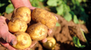 Patate novelle Primoverde appena raccolte e ancora ricoperte di terra, tenute tra le mani in campo.