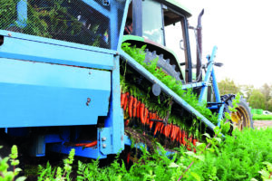 Raccolta meccanizzata delle carote in campo con trattore e macchina agricola.