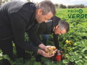 Primoverde, il viaggio che comincia dalla terra Due uomini durante la raccolta delle patate in un campo, con alcuni tuberi appena estratti mostrati in primo piano.